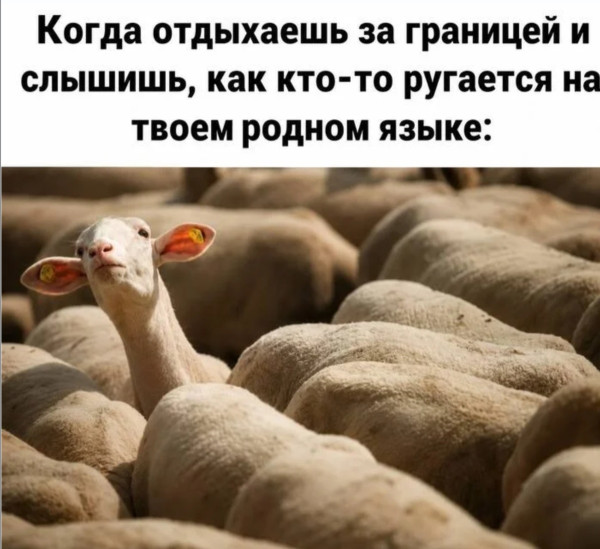 Мем, Oiler99 Мем, Oiler99