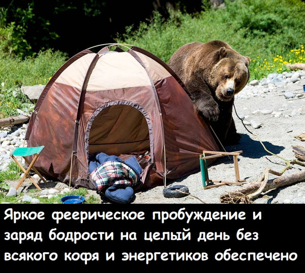 Мем, Лис Интересный