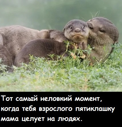 Мем, Лис Интересный