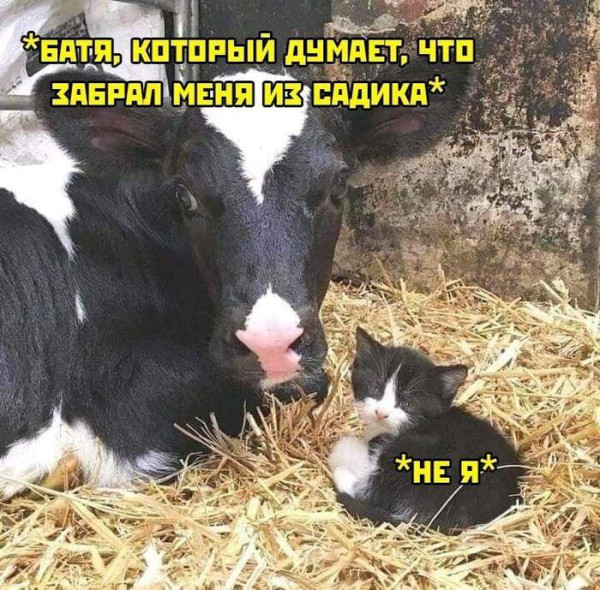 Мем, Антиклептократ