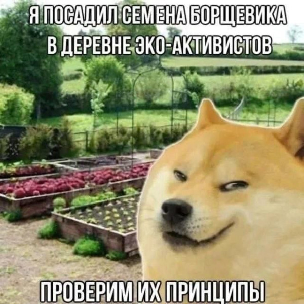 Мем, FDio