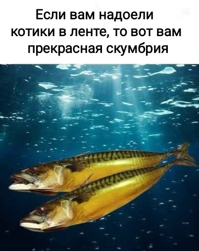 Мем, Рысь