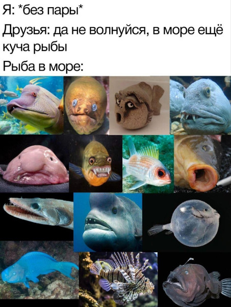 Мем, Антиклептократ Мем, Антиклептократ