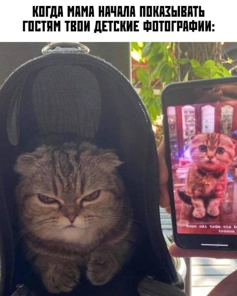 Мем, Антиклептократ