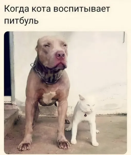 Мем