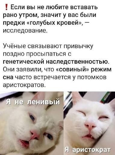 Мем, Bassplayer