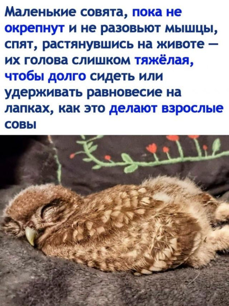 Мем, Антиклептократ