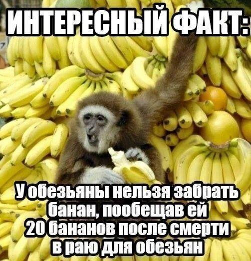 Мем, Ashmedai