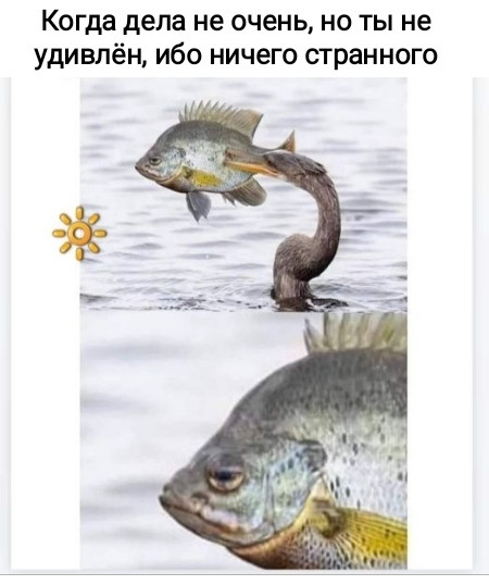 Мем, Рысь