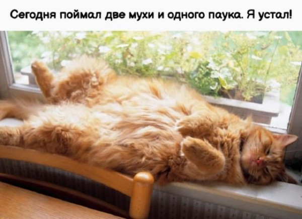 Мем, Антиклептократ