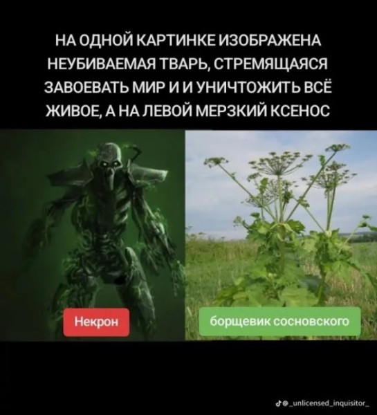 Мем, Антиклептократ Мем, Антиклептократ