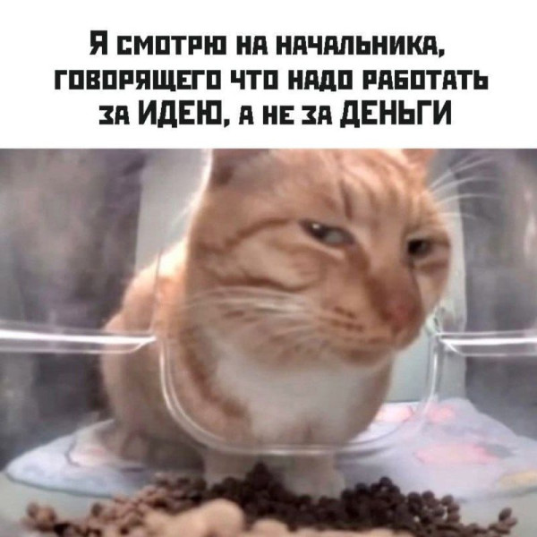 Мем, FDio Мем, FDio