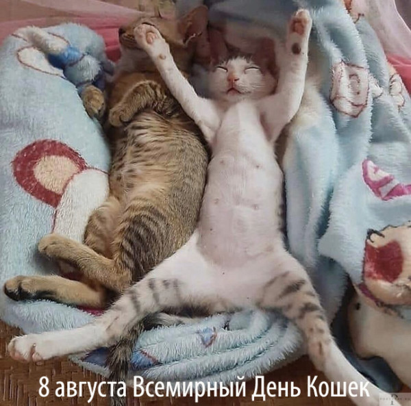 Мем: 8 августа День кошек