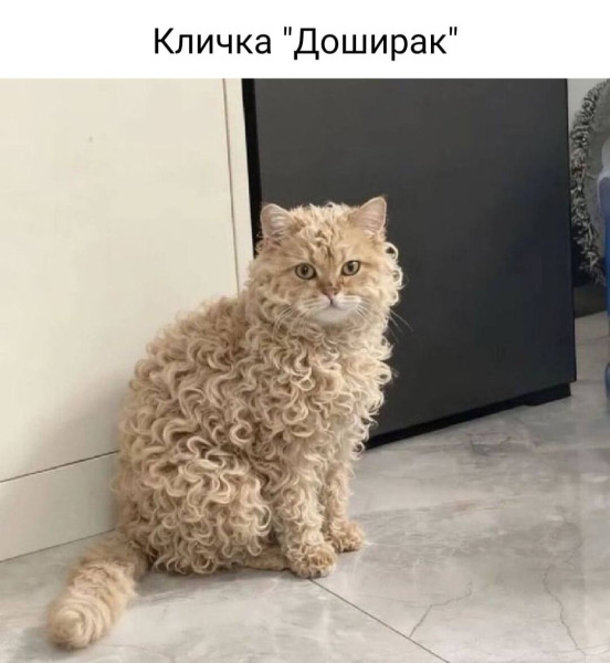 Мем, Hendry