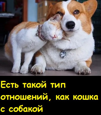Мем, Лис Интересный