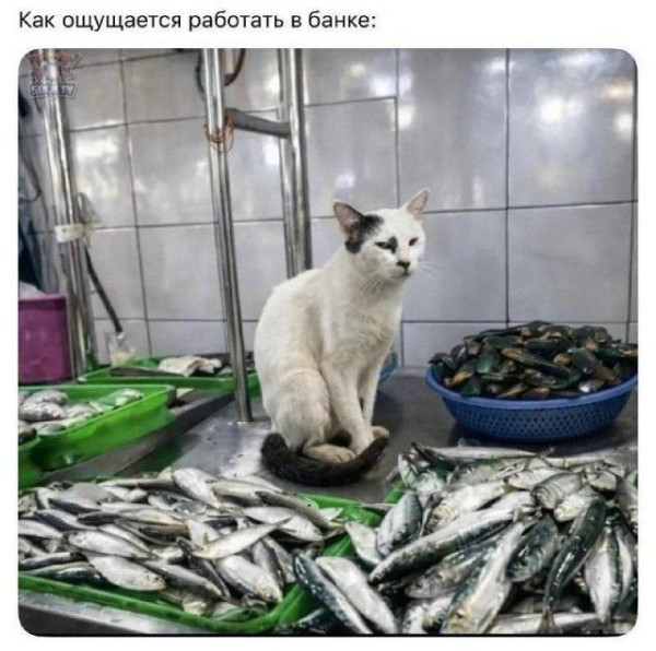 Мем, Антиклептократ