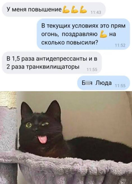Мем, Bassplayer