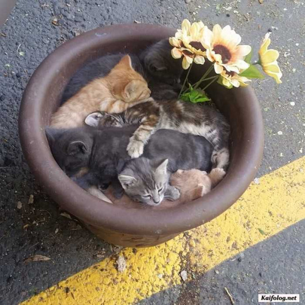Мем: Котятки, Брюттон