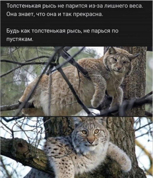 Мем, Антиклептократ Мем, Антиклептократ