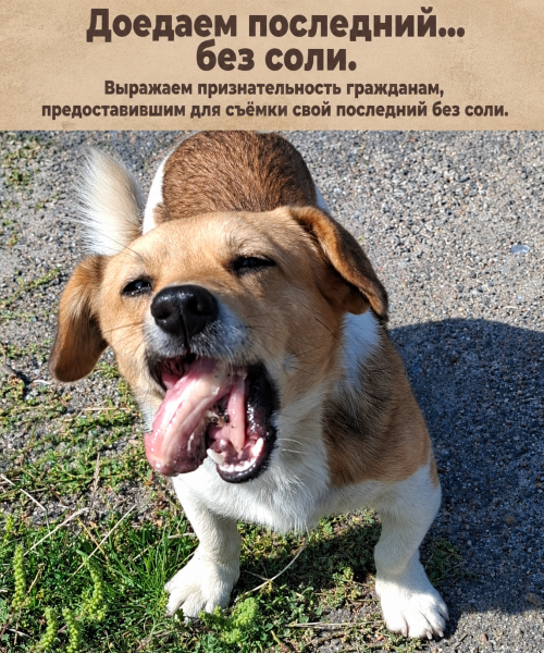 Мем: Доедаем последний... без соли. Выражаем признательность гражданам, предоставившим для съёмок свой последний без соли, 1andreymx