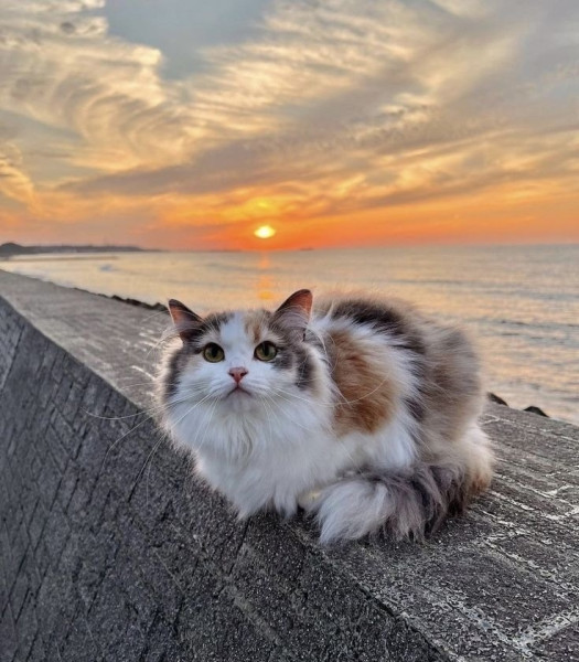 Мем, Александр Скоро