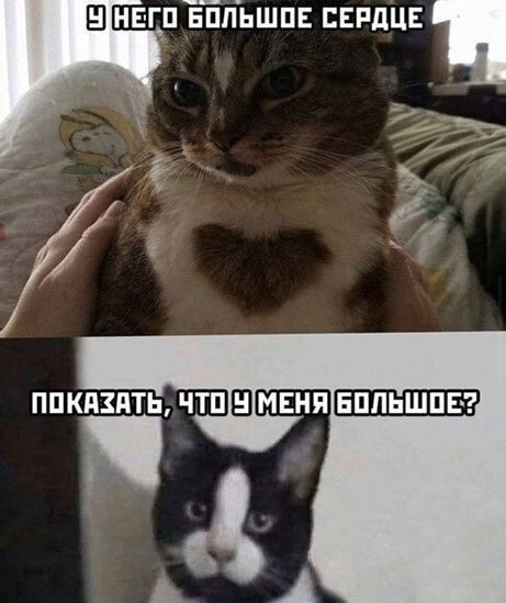 Мем, Ashmedai
