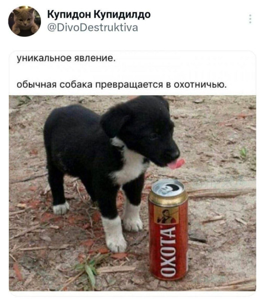 Мем, Ashmedai Мем, Ashmedai