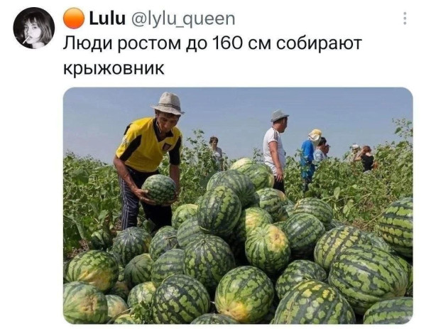 Мем, Ashmedai Мем, Ashmedai