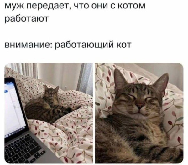Мем: Смешные приколы, iteam Мем: Смешные приколы, iteam