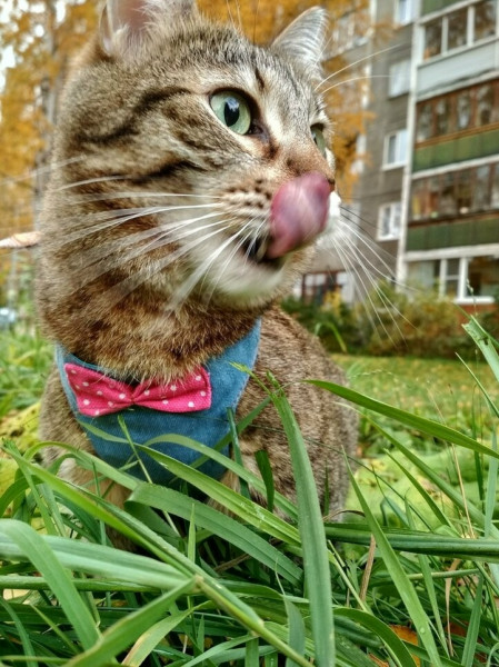 Мем, Александр Скоро