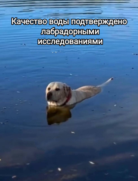 Мем, Рысь