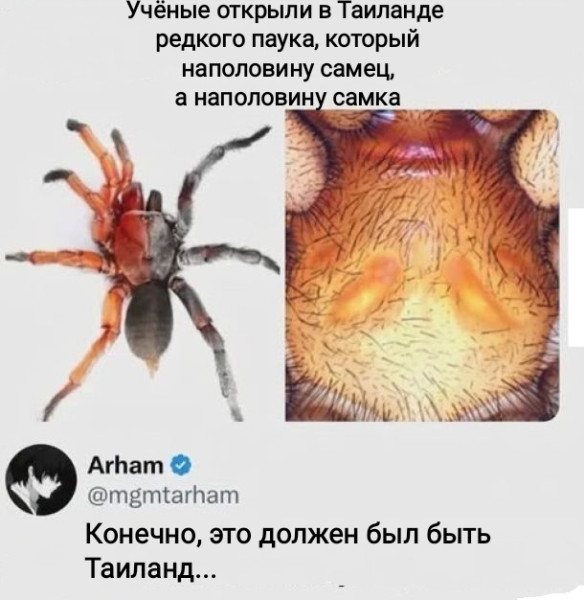 Мем, Рысь Мем, Рысь