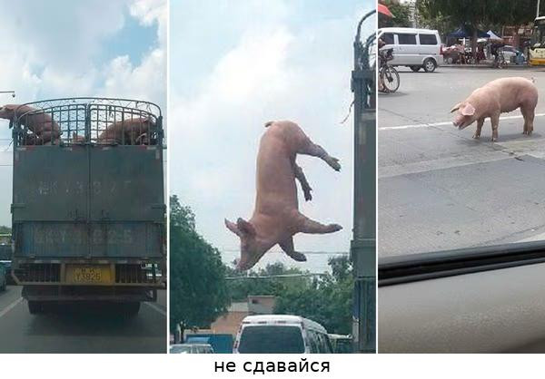 Мем: в англии свинья избежала бойни, Ahmeday Мем: в англии свинья избежала бойни, Ahmeday