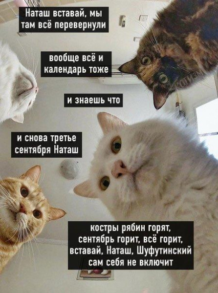 Мем, Антиклептократ Мем, Антиклептократ