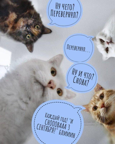 Мем, Антиклептократ Мем, Антиклептократ