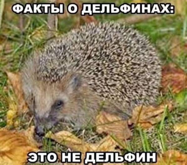 Мем, Jonas Мем, Jonas