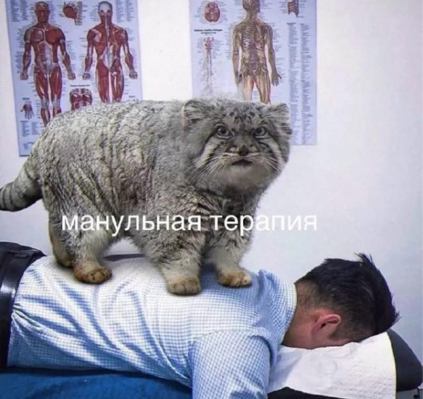 Мем, Bassplayer Мем, Bassplayer