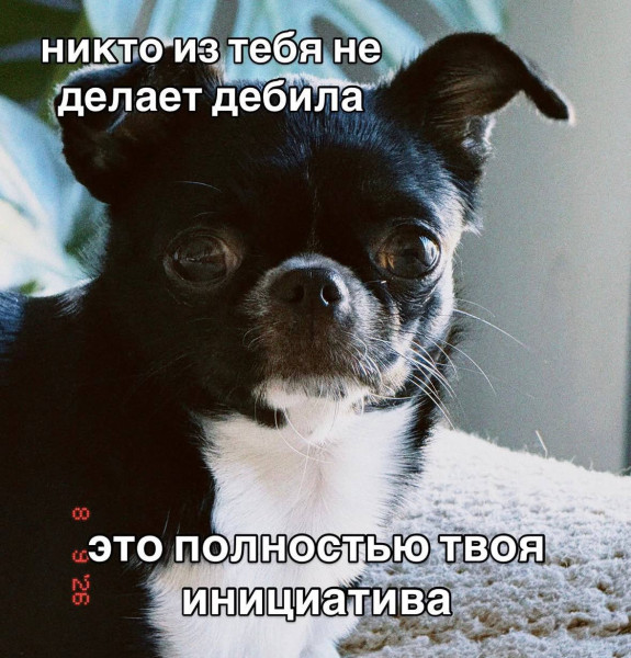 Мем, Максим Камерер Мем, Максим Камерер