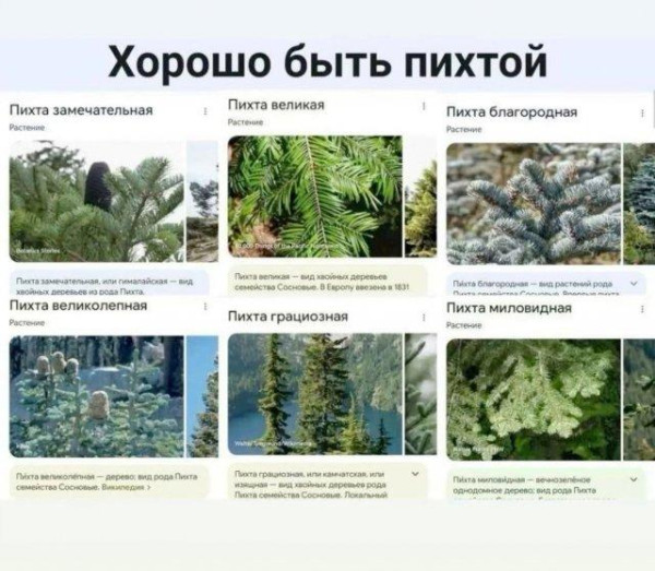 Мем, Антиклептократ Мем, Антиклептократ