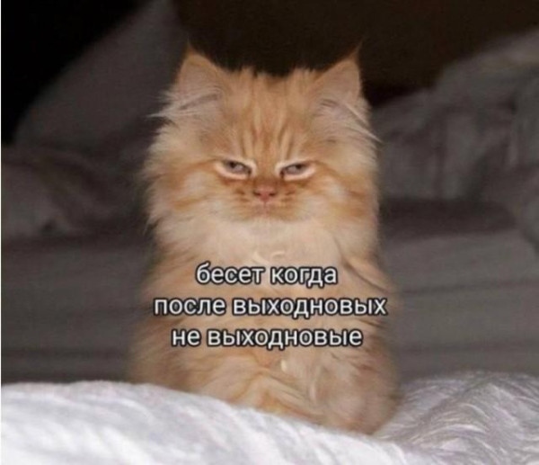 Мем, Bassplayer Мем, Bassplayer