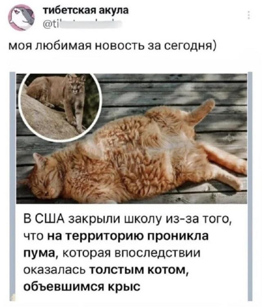 Мем, Антиклептократ Мем, Антиклептократ