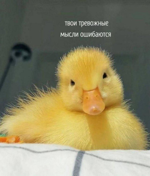 Мем, Bassplayer