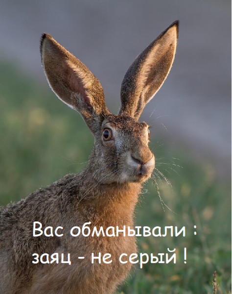Мем: Вас обманывали, Асталависта Сеньора