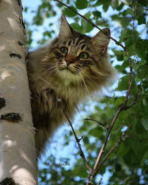 Мем, Александр Скоро Мем, Александр Скоро