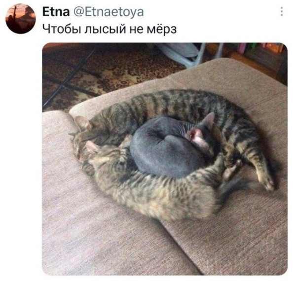 Мем, Антиклептократ Мем, Антиклептократ